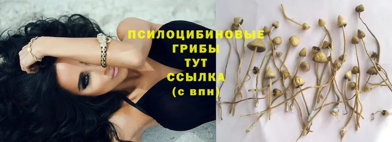 Псилоцибиновые грибы Psilocybe  Кингисепп 